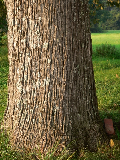 {Quercus stellata}